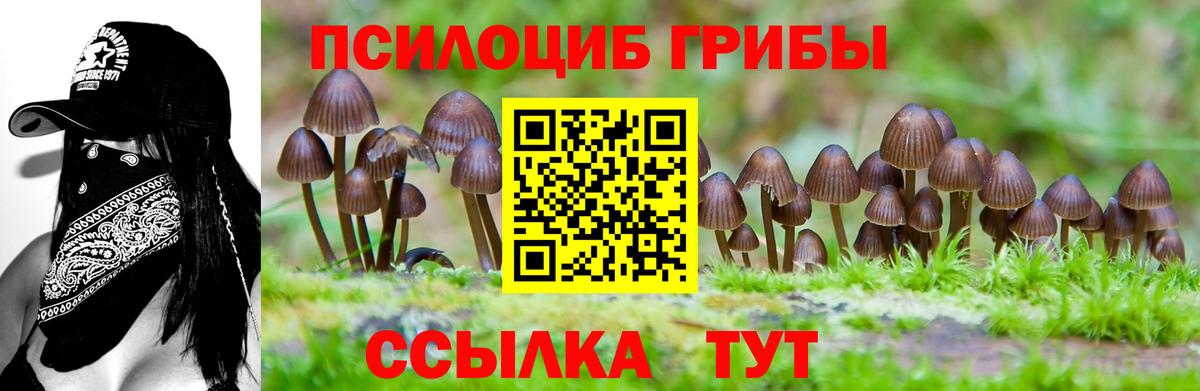 Коркино  Галлюциногенные грибы Psilocybe  Вход с VPN  Псилоцибиновые грибы Psilocybe 
